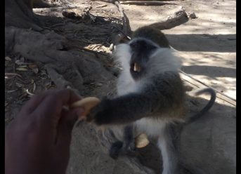 Feeding the Monkeys - ጦጣዎችን መመገብ -- Sodere