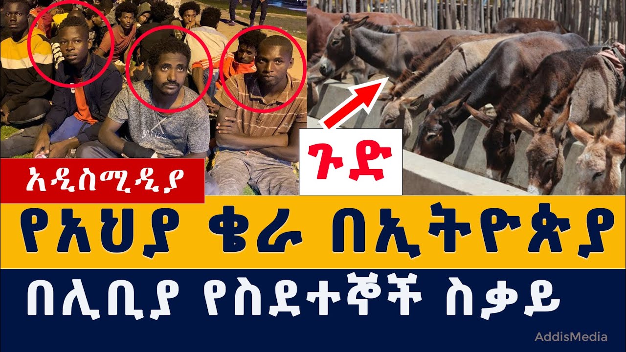 የአህያ ቄራ በኢትዮጵያ ስራ ጀመረ | በሊቢያ የስደተኞች ስቃይ | Donkey Slaughterhouse in Ethiopia | Habesha News | Zena ዜና